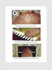David Litchfield Book The Bear and the Piano Boardbook